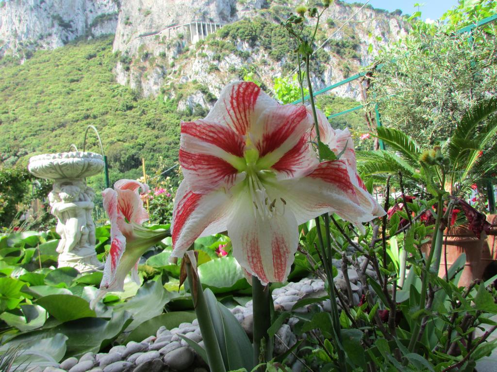 B&B Palazzo A Mare Capri Buitenkant foto